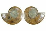 Cut & Polished Crystal-Filled Ammonite Fossil - Madagascar #354113-1